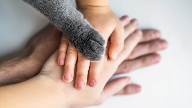 How should humans relate to animals?